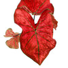 Caladium Red