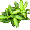 Callisia fragans silver
