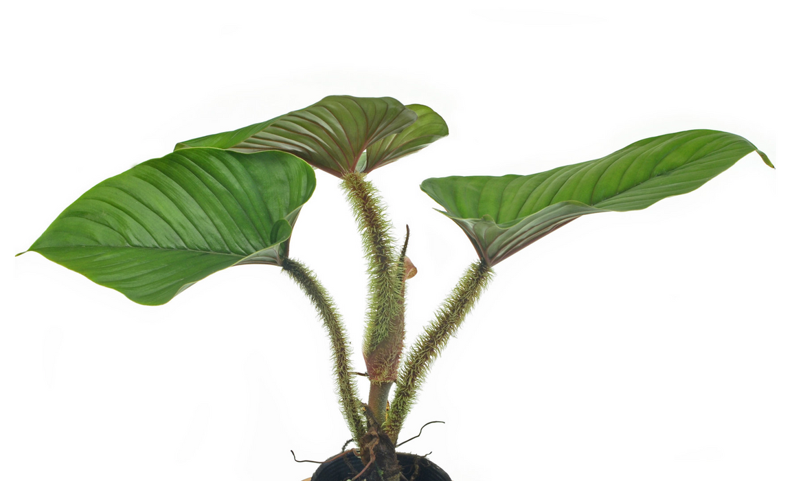 Philodendron serpens - seedling