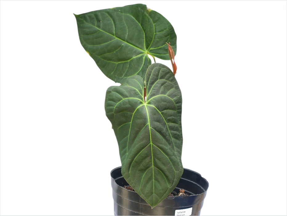 Anthurium Magic Kiss