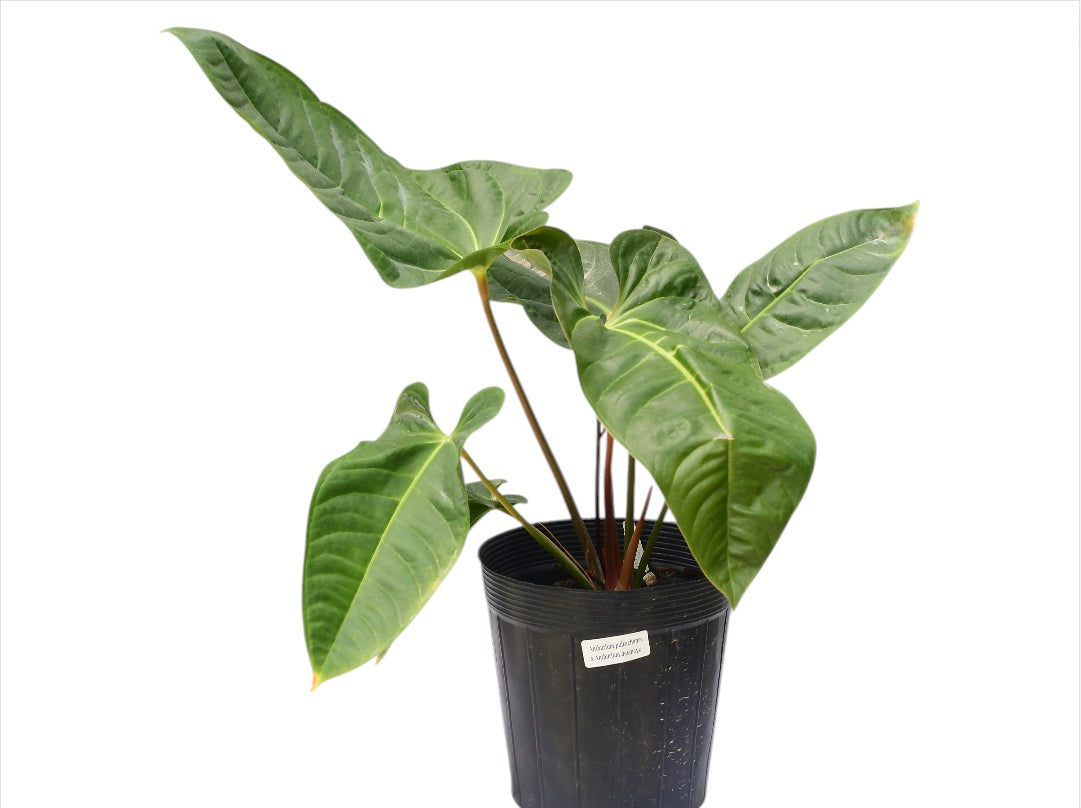 アンスリウム　ベンチー Anthurium Hybrids – understoryoasis