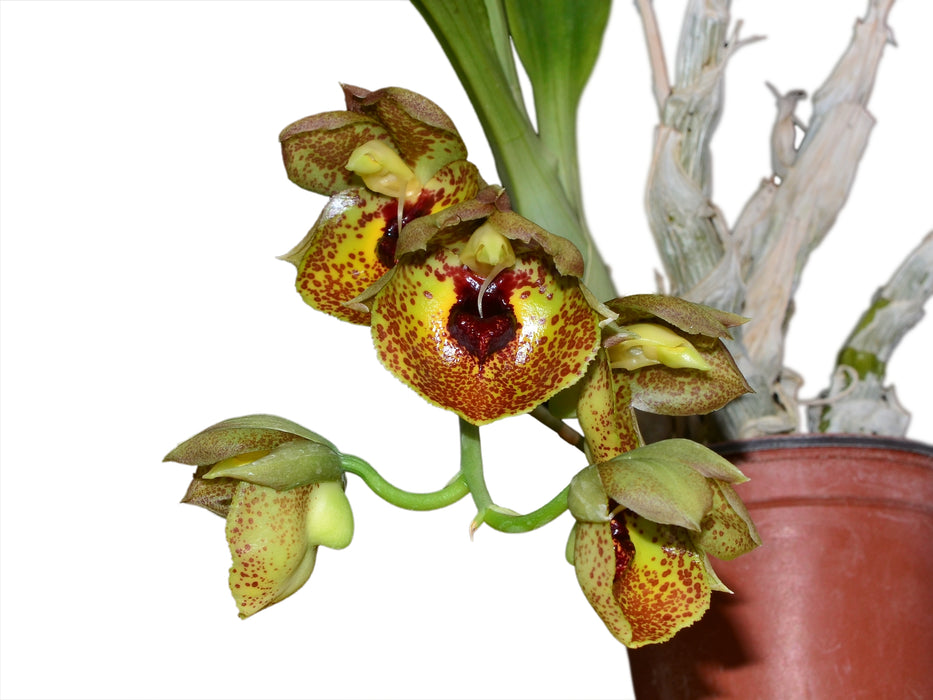 Catasetum expansum yellow spotted