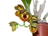 Catasetum expansum yellow spotted