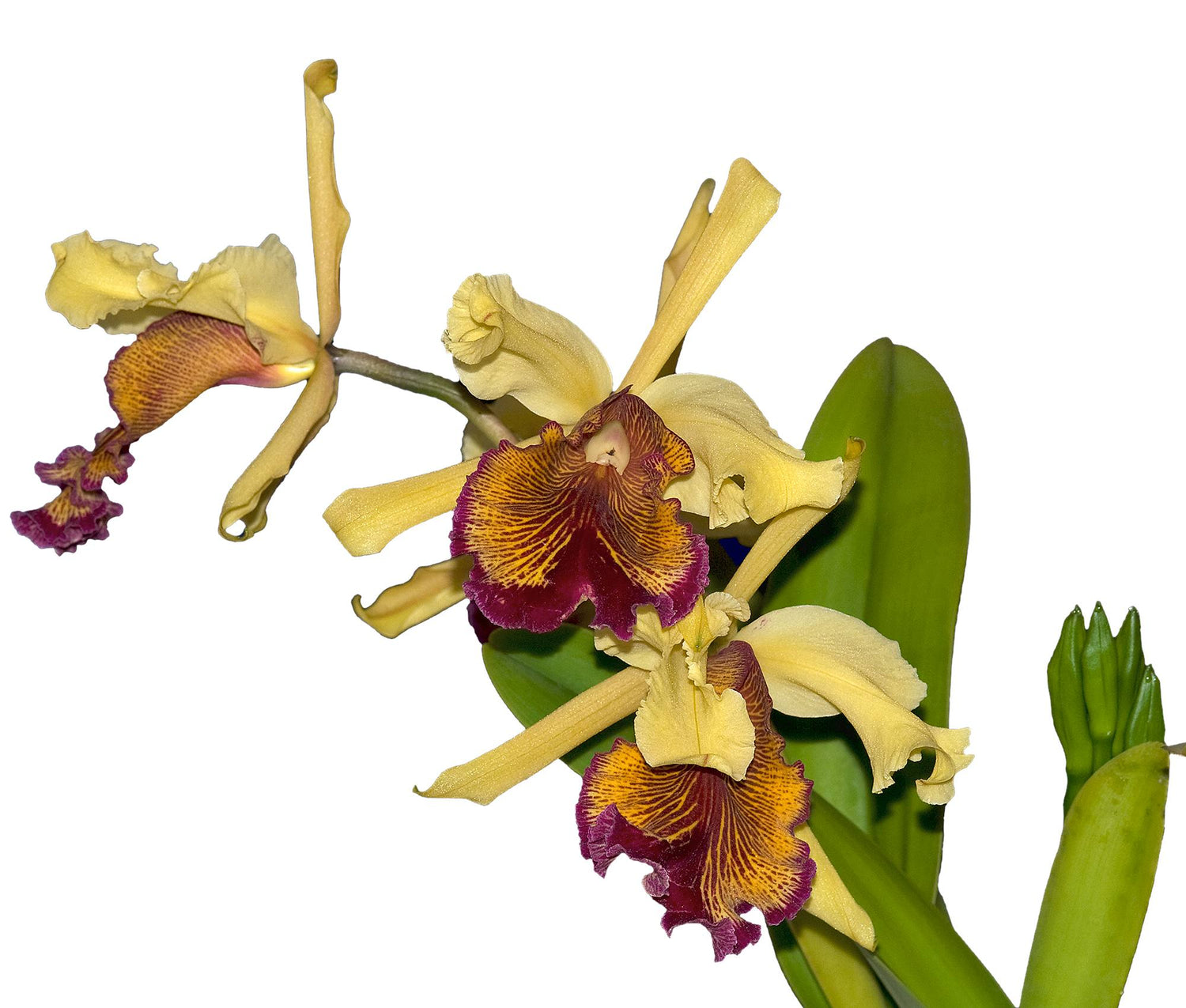 Cattleya dowiana