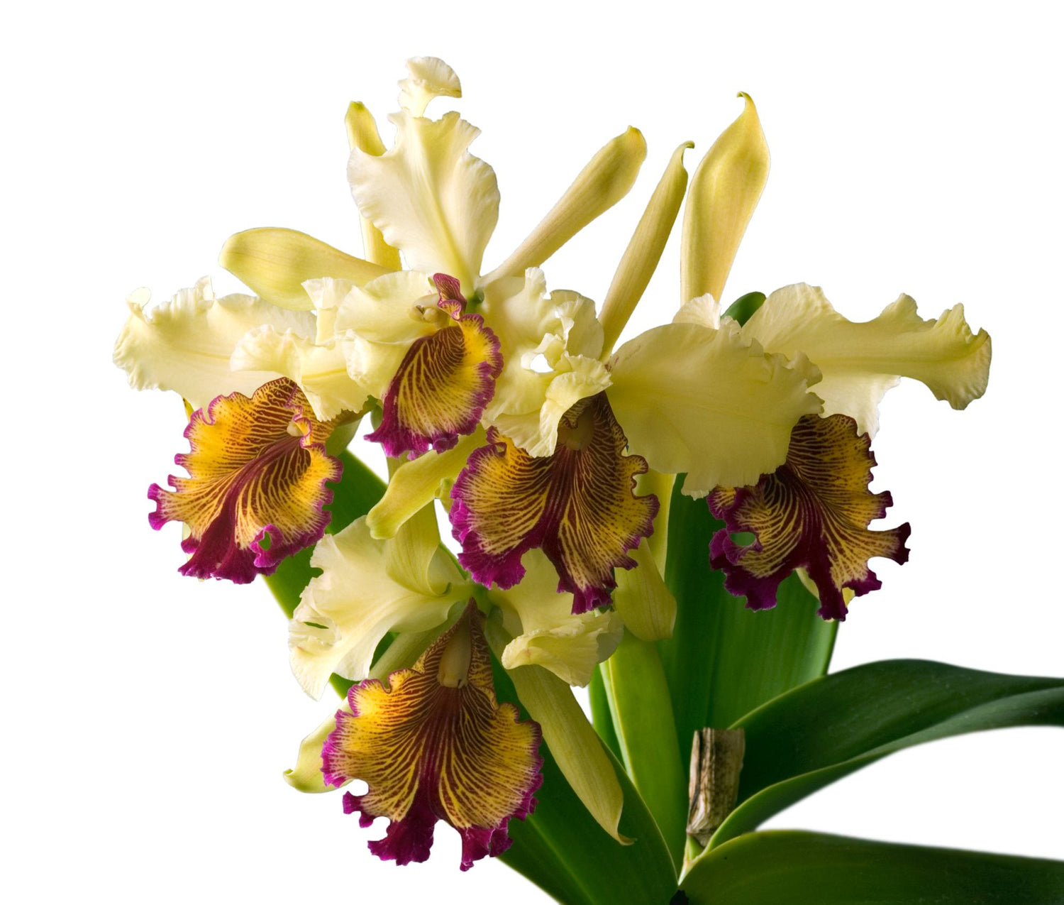 Cattleya Dowiana Aurea 'Net Dream' Orchid – Rare Species, Non-Bloom Size Clone, Tropical Fragrant