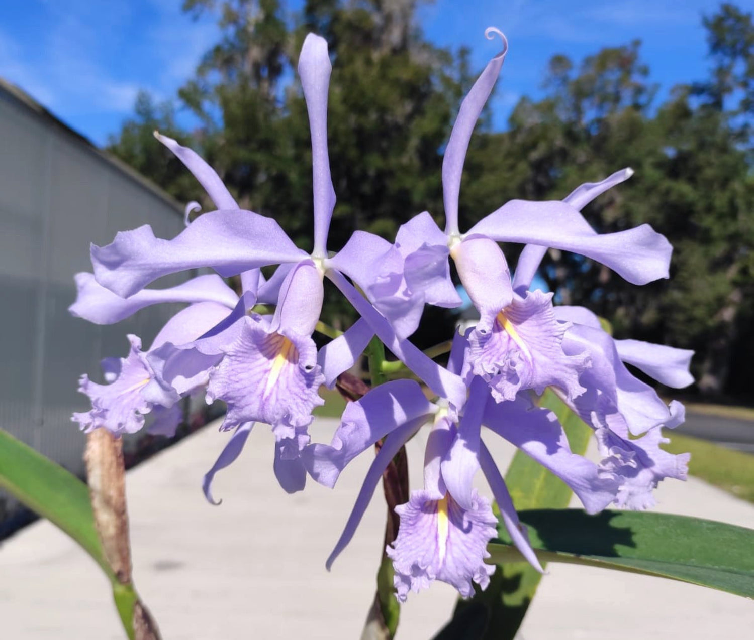 Cattleya maxima f. coerulea 'Ingrid' x f. coerulea 'Angelo'