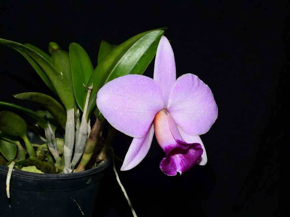 Laelia praestans