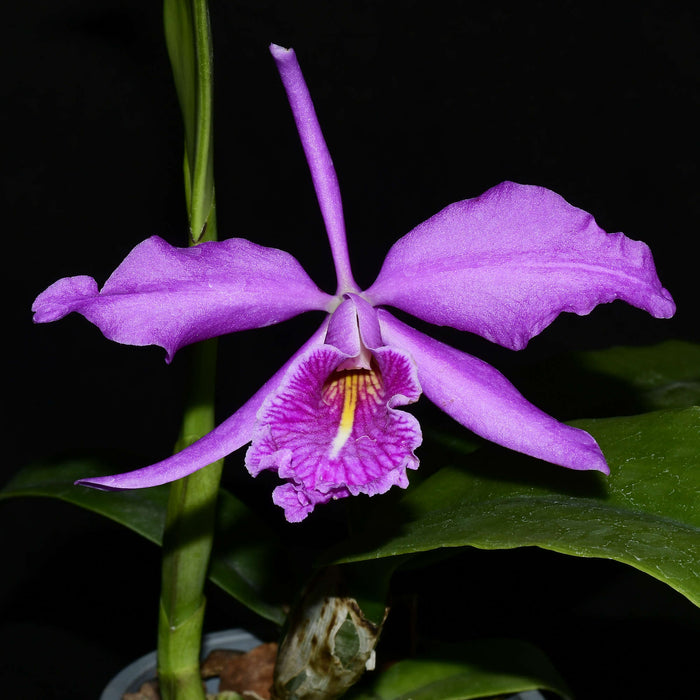 Cattleya maxima 'Macara Pepe' x 'Gigi Dream'