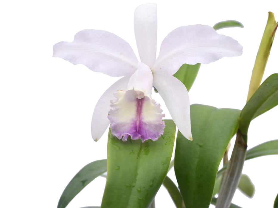 Cattleya Enchantress (1914) f. coerulea 'Gigi' x splash