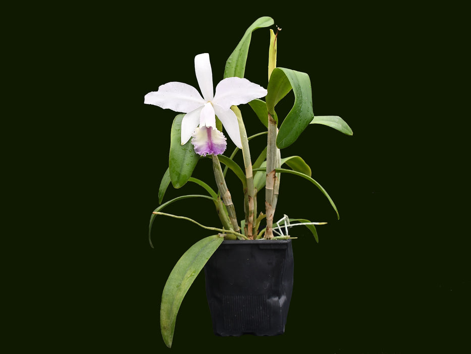 Cattleya Enchantress (1914) f. coerulea 'Gigi' x splash