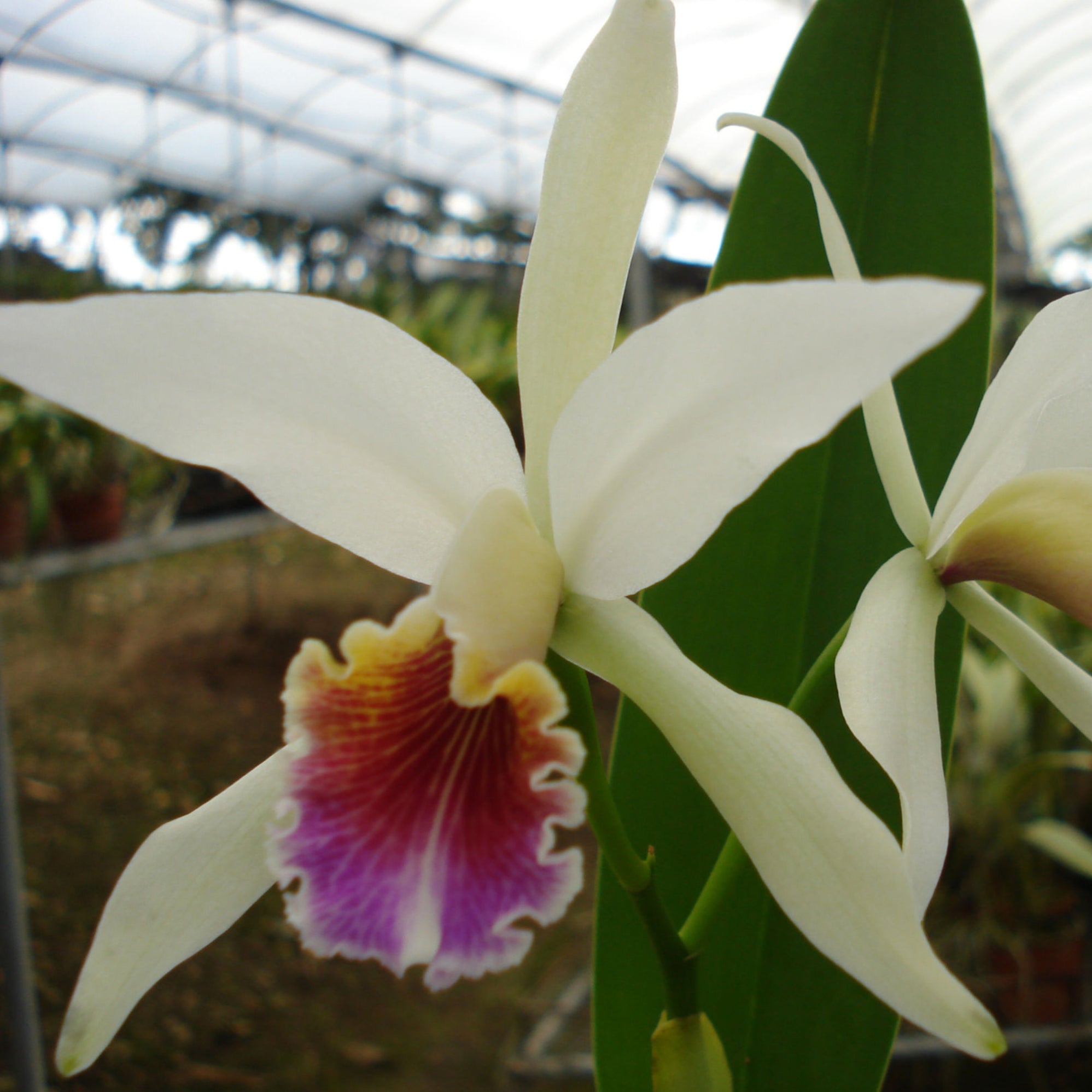 Cattleya — Ecuagenera USA Corp