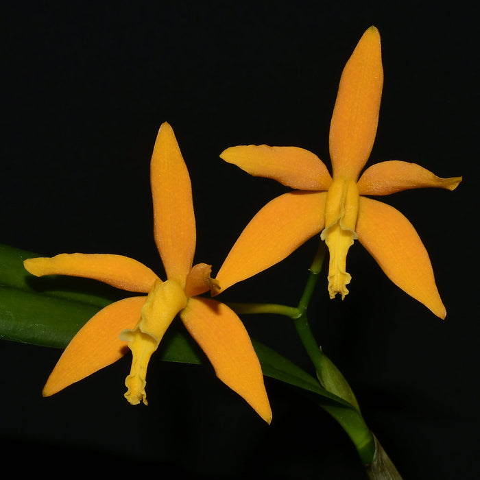 Cattleya Orange Delight