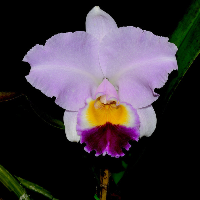 Cattleya Tambellini