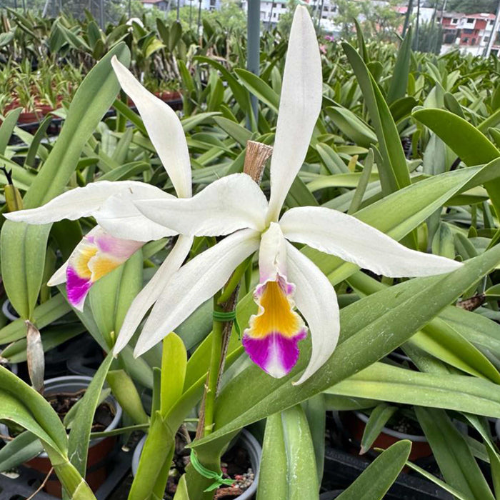 Cattleya Lavinia Valbonesi