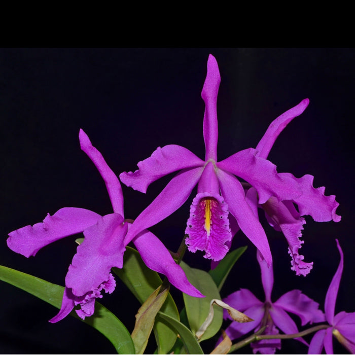 Cattleya maxima 'Didier'