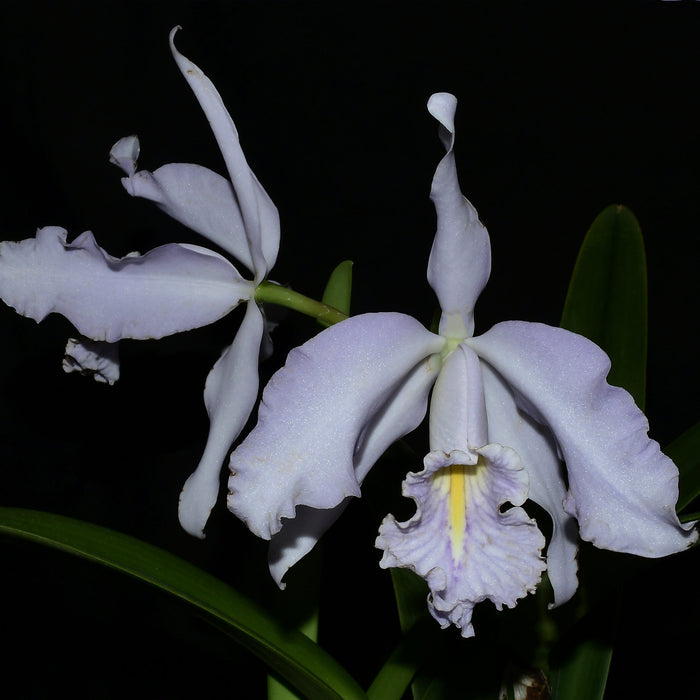 Cattleya maxima coerulea Ecua 0168 x 'Gigi Dream'