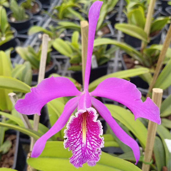 Cattleya maxima 'La Churonita'