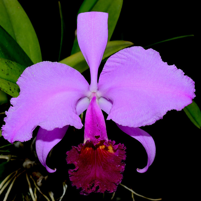 Cattleya trianae 'Michael 7A' x 'Sangre de Toro Dark Lip'