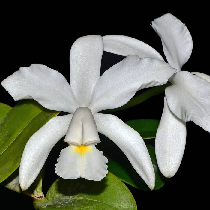 Cattleya violacea alba