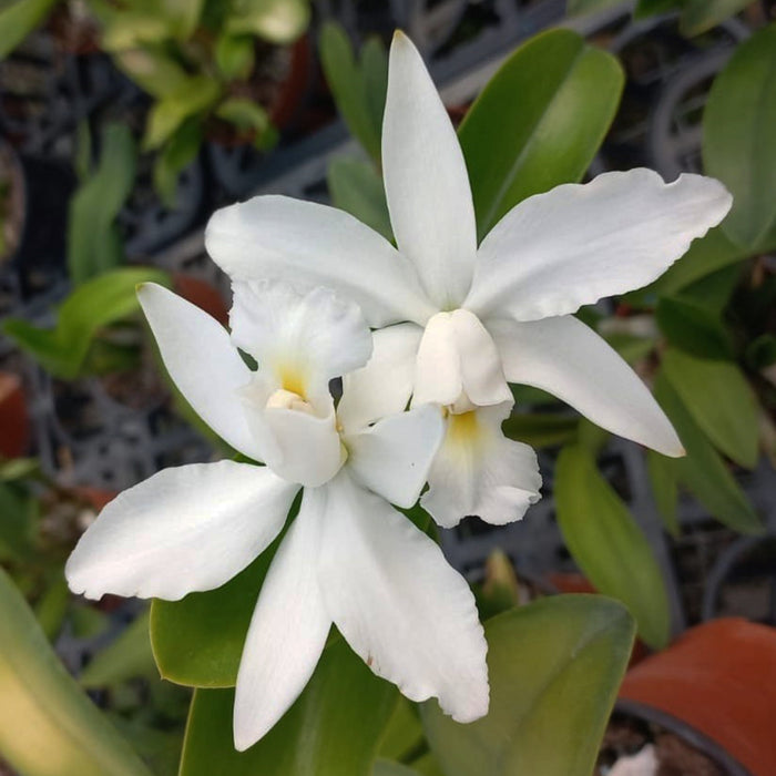 Cattleya violacea alba