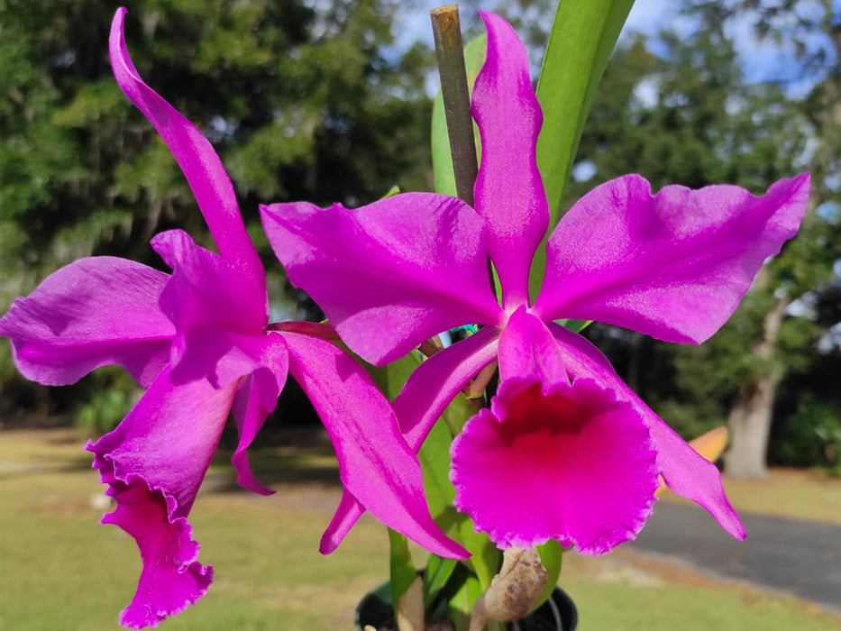 Cattleya Lucia Fernandez