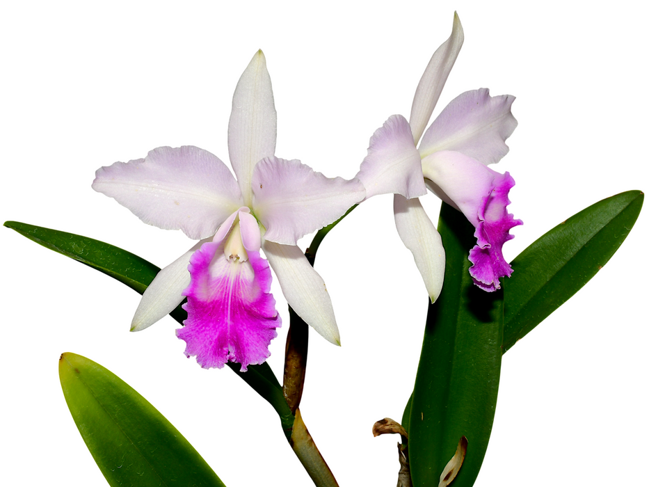 Cattleya Maria Elena Cazar