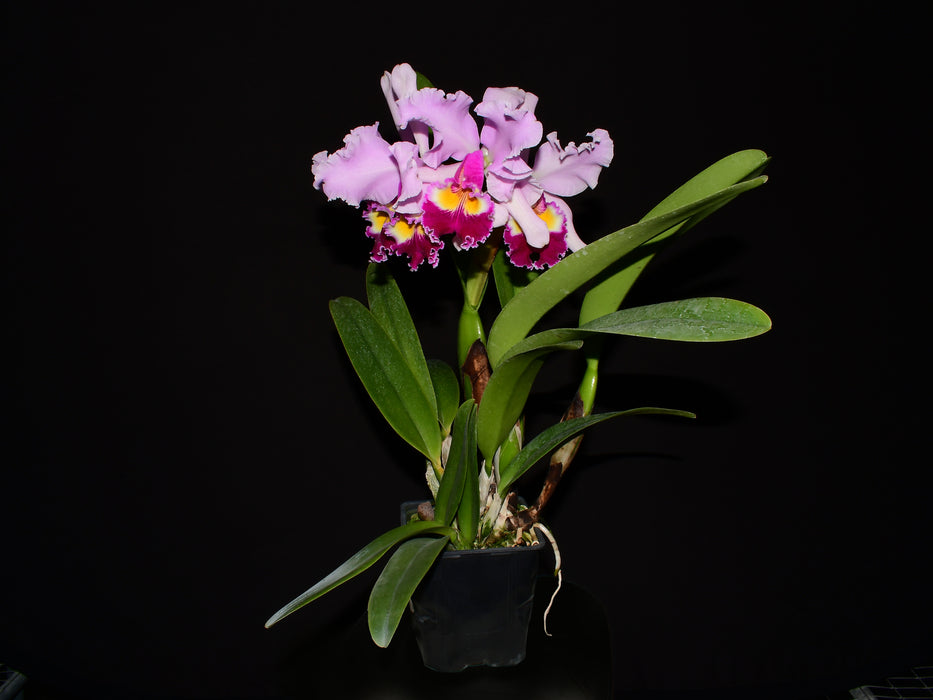 Cattleya Puritan (1915)
