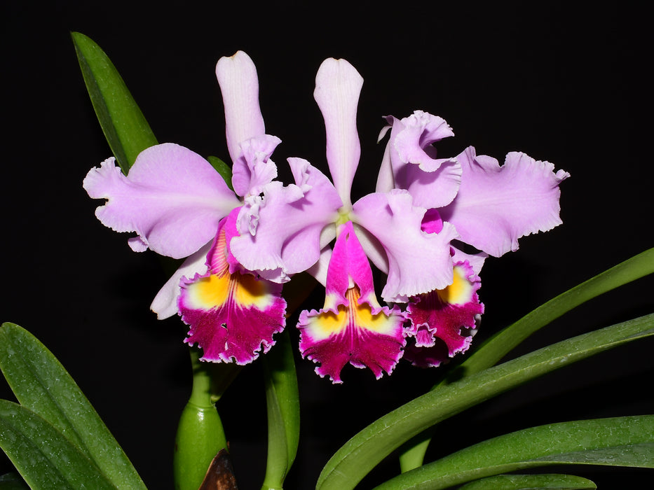 Cattleya Puritan (1915)