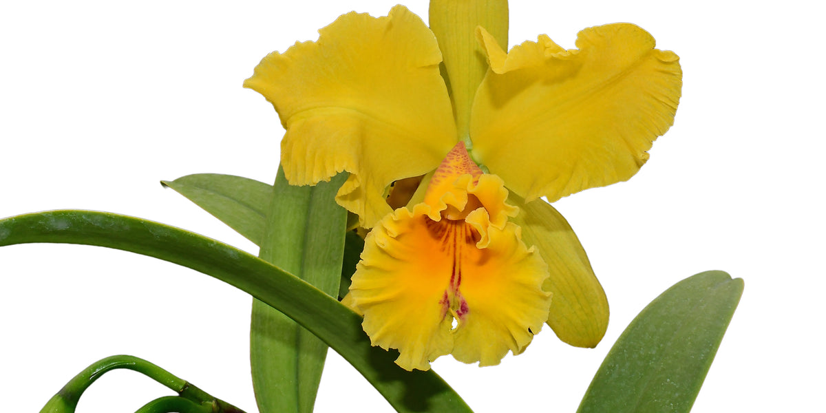 CattleyaSantaClara_s_1200x600_