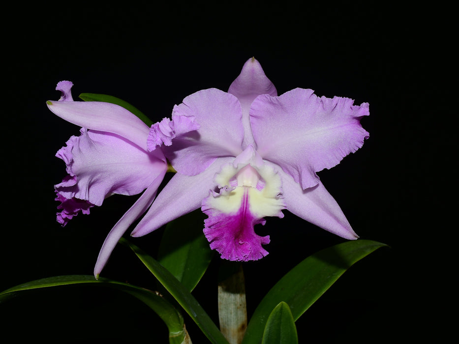 Cattleya Anahi Carchi