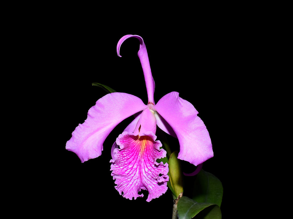 Cattleya Antonio Ponzo
