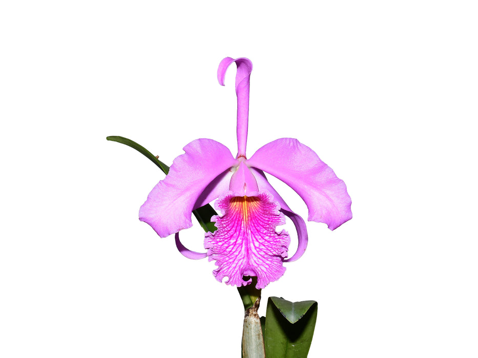 Cattleya Antonio Ponzo