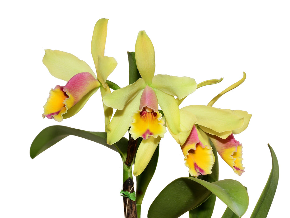 Cattleya Aurora (1905)