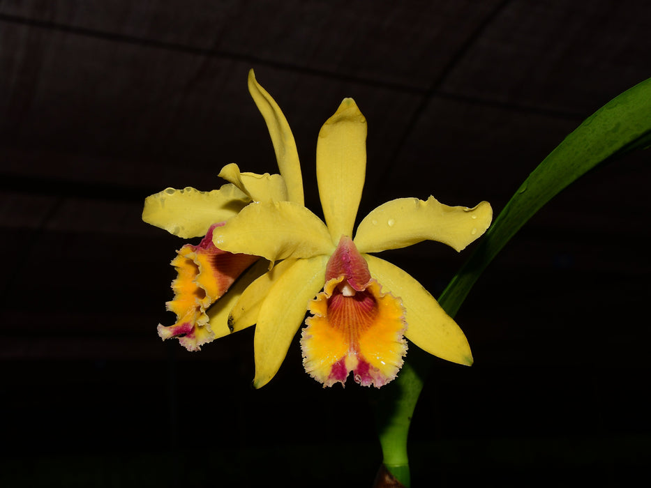 Cattleya Aurora (1905)