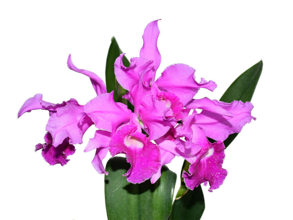 Cattleya Britannia