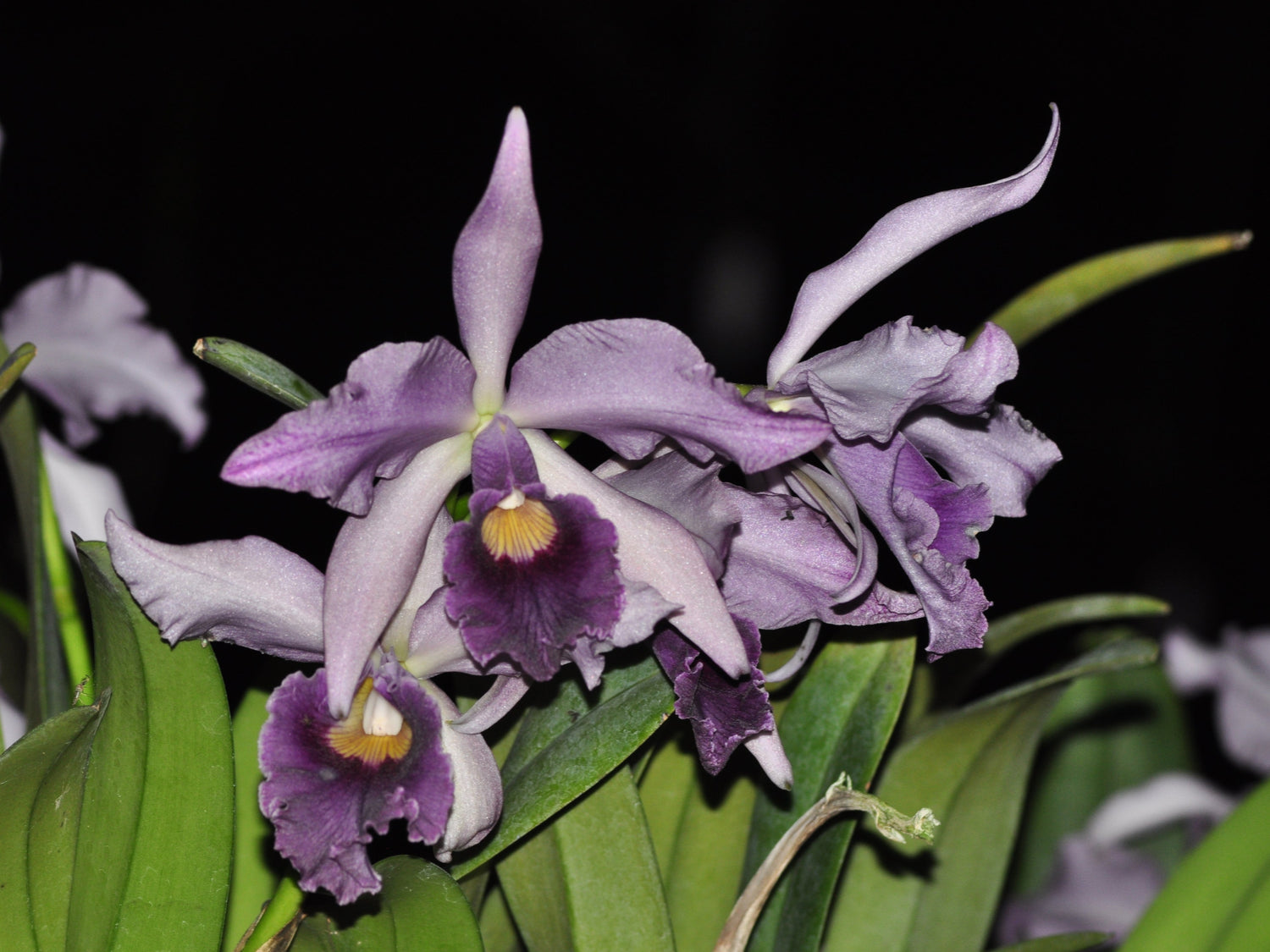 Cattleya Canhamiana f. coerulea 'Azure Sky'