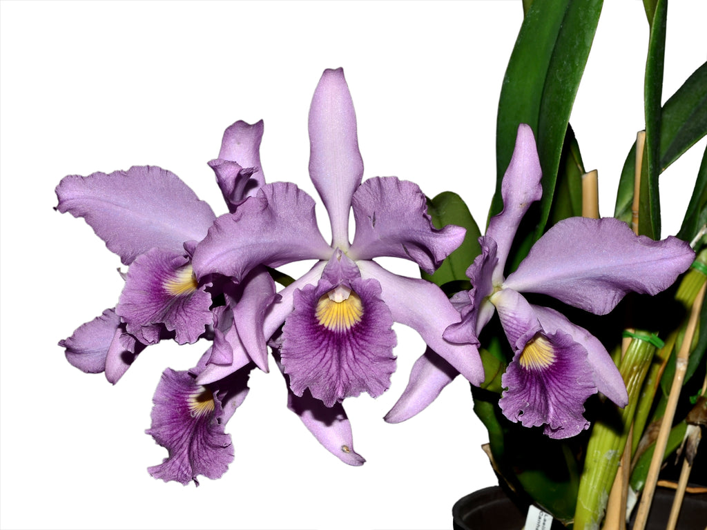 Cattleya Canhamiana f. coerulea 'Azure Sky' — Ecuagenera USA Corp