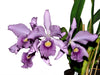 Cattleya Canhamiana f. coerulea 'Azure Sky'