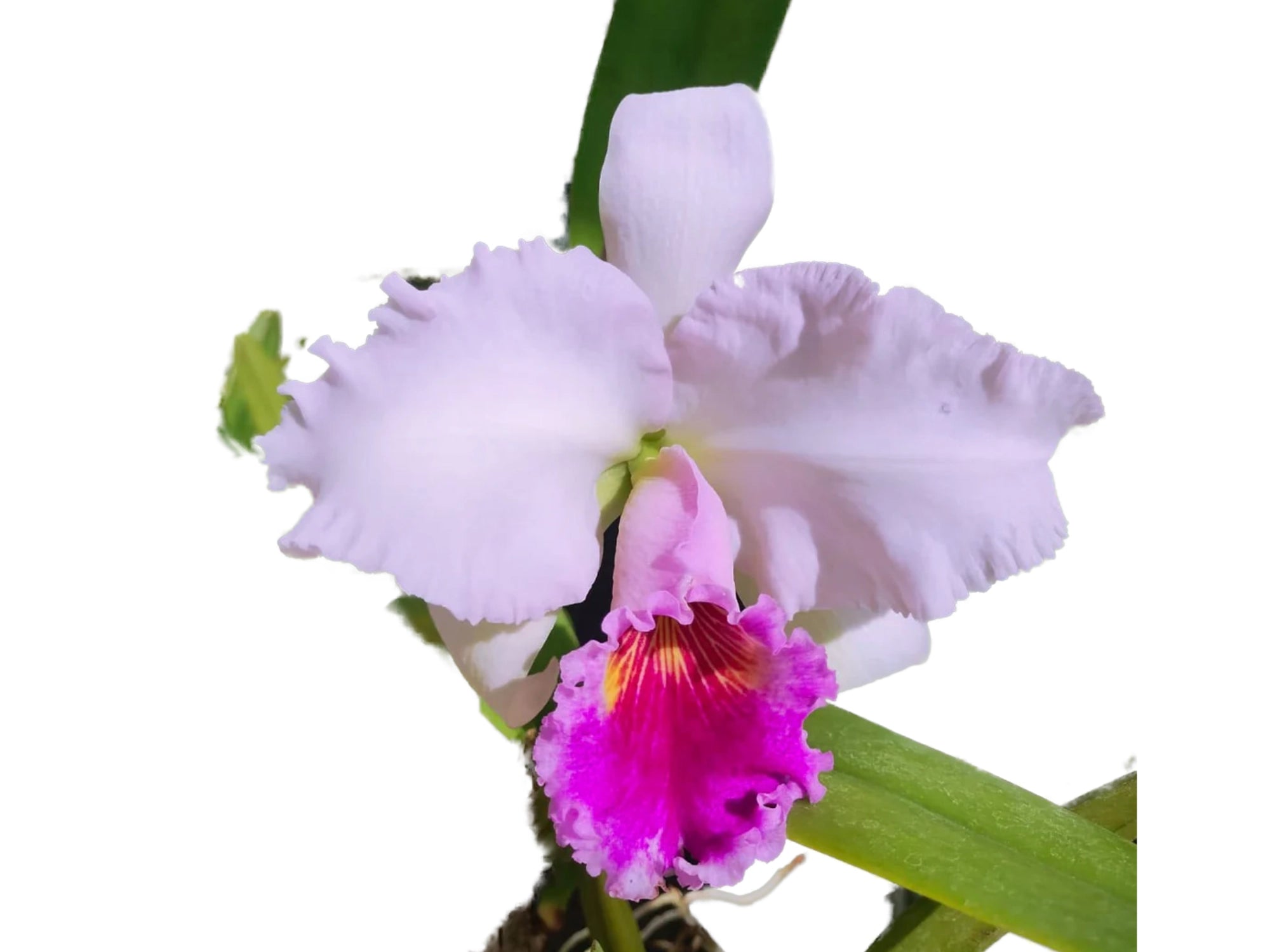 Cattleya Chusy Recinos - Vibrant Magenta Orchid | Easy-Care Summer