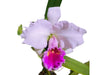 Cattleya Chusy Recinos