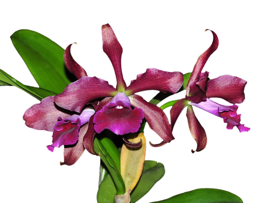 Cattleya Cruella
