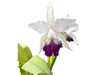Cattleya Enchantress (1914) f. coerulea 'Gigi' x splash