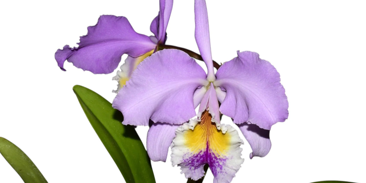 Cattleya_Enid_1898_2000x1500_3