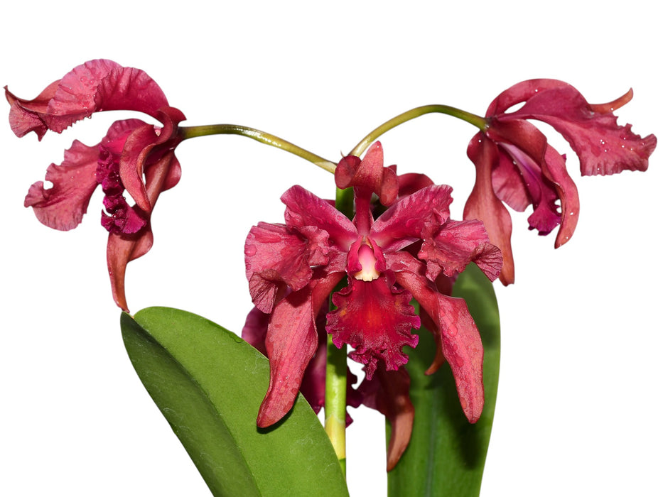 Laeliocattleya Guido Diana