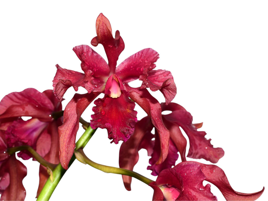 Laeliocattleya Guido Diana