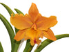 Cattleya Felicia x Rlc. Goldenzelle Lemon Chiffon