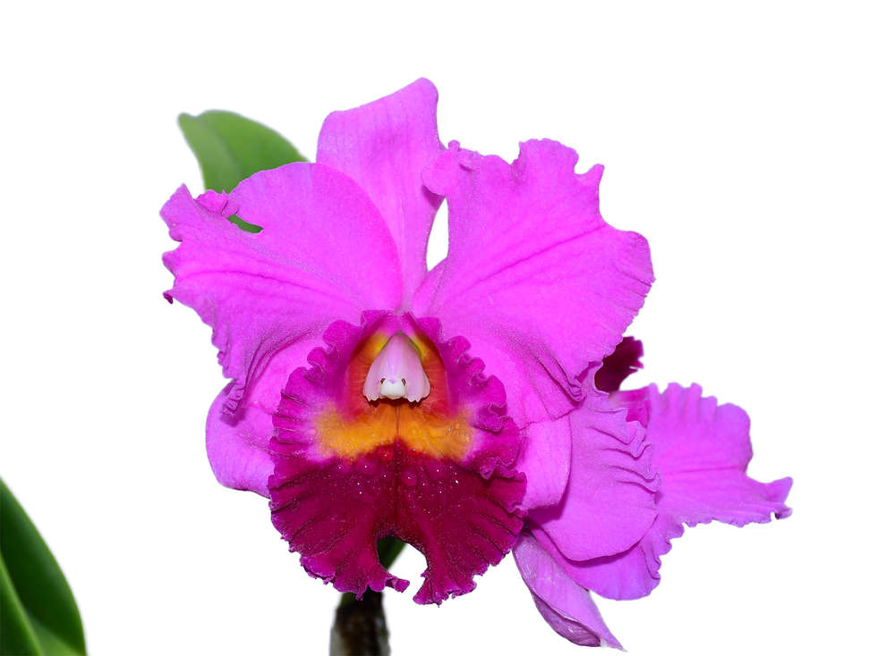 Rhyncholaeliocattleya Amazone Baby — Ecuagenera USA Corp