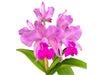 Cattleya Kay