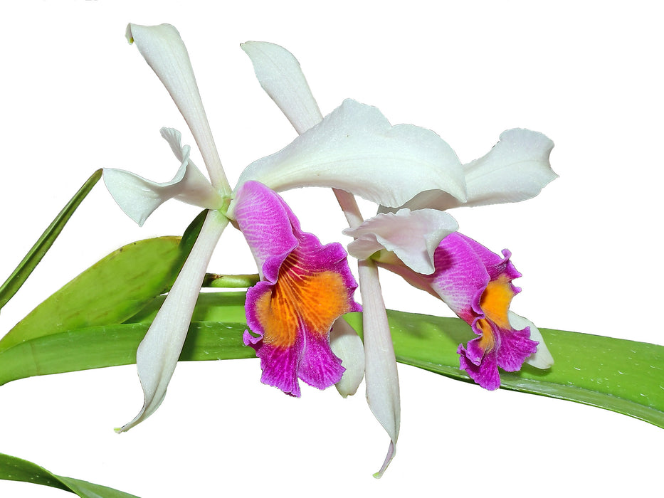 Cattleya Kiat Tan