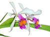 Cattleya Kiat Tan